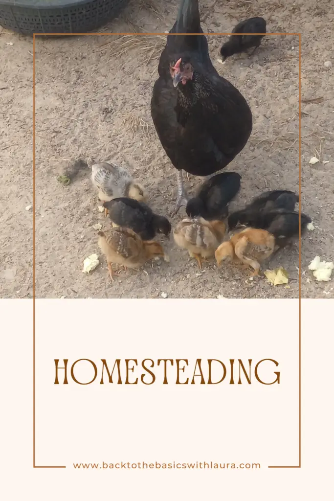 homesteading hen and chicks