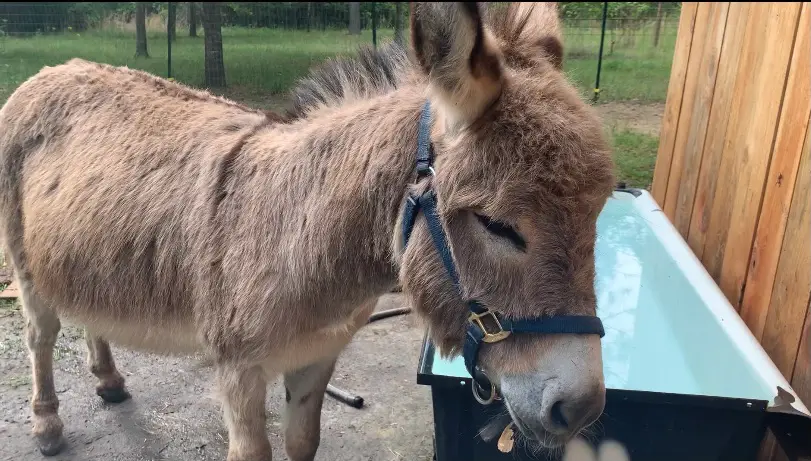 Fella the mini donkey