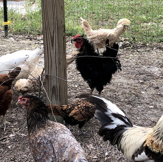 chickens