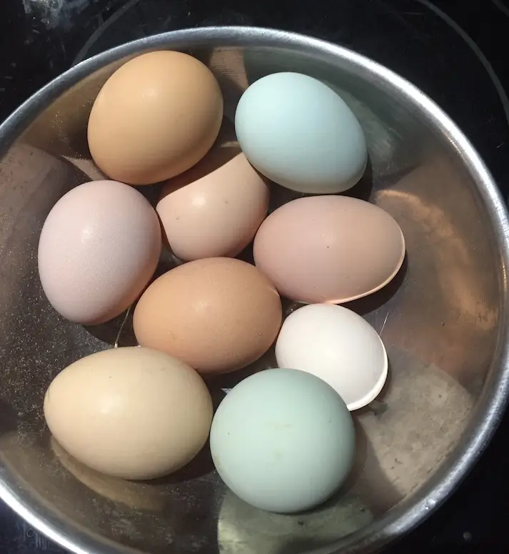 eggs of different colors ( brown, tan, pink, green, blue, and white.