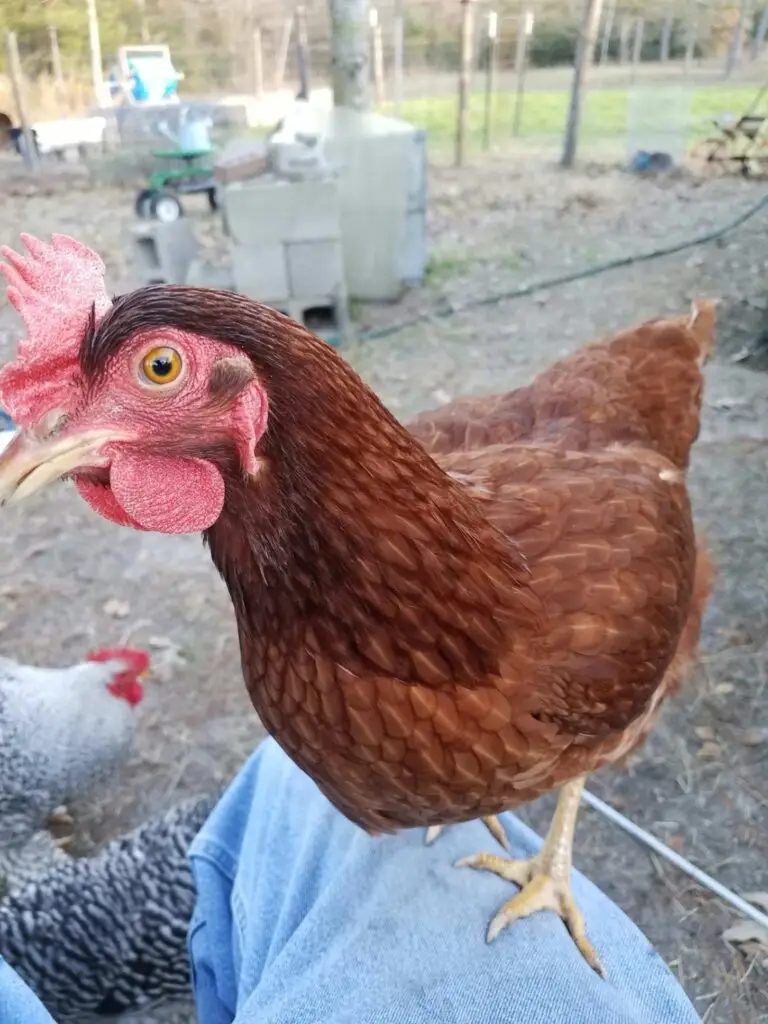 rhode island red chicken