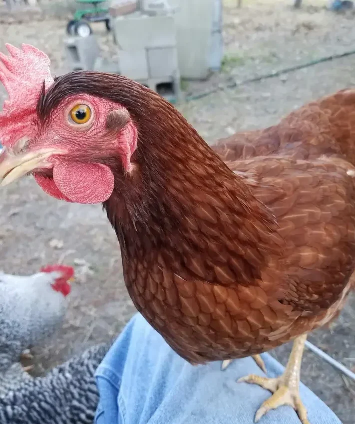 Raising Chickens For Beginners