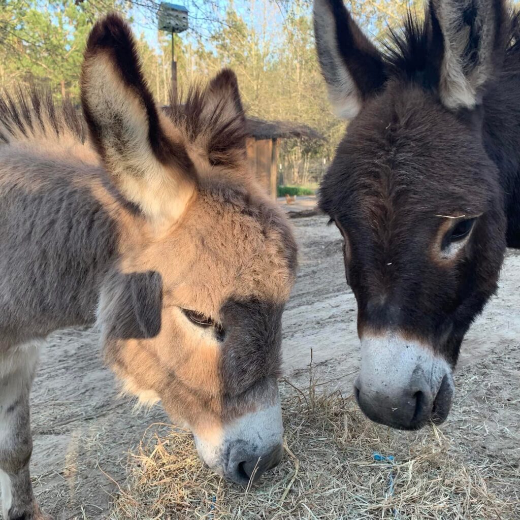 jack and fella mini donkeys