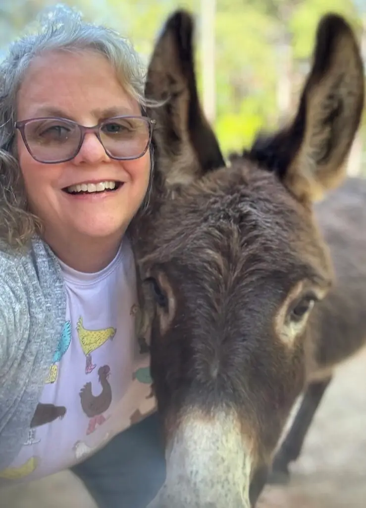 Laura and Jack mini donkey