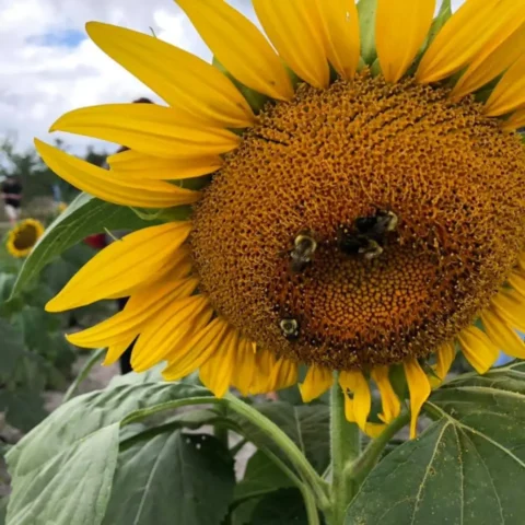 sunflower